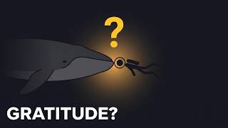 Do Wild Animals Know When a Human Is Trying to Help Them