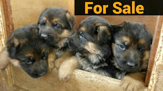 German Shepherd Dog  Puppy For Sale || Pure German || Dog Farming in india