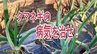 タマネギの病気を抑える資材を確認しろ！　タネのハシモト