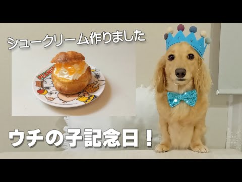 ベッタリ犬のウチの子記念日 シュークリームでお祝い ミニチュアダックスフンドのかわいい日常 No 253 Youtube ベッタリ犬のウチの子記念日 シュークリームでお祝い ミニチュアダックスフンドのかわいい日常 No 253 Youtube