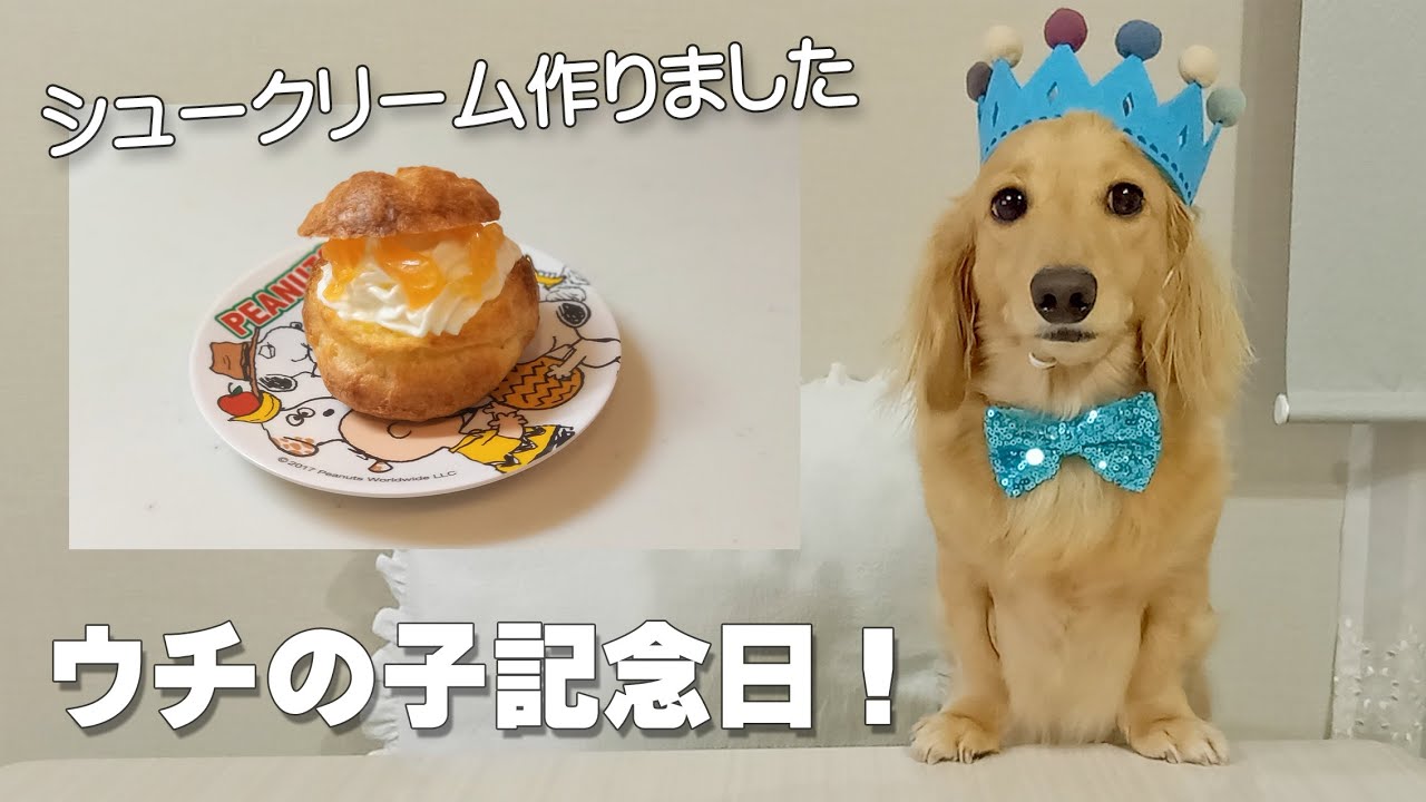ベッタリ犬のウチの子記念日 シュークリームでお祝い ミニチュアダックスフンドのかわいい日常 No 253 Youtube