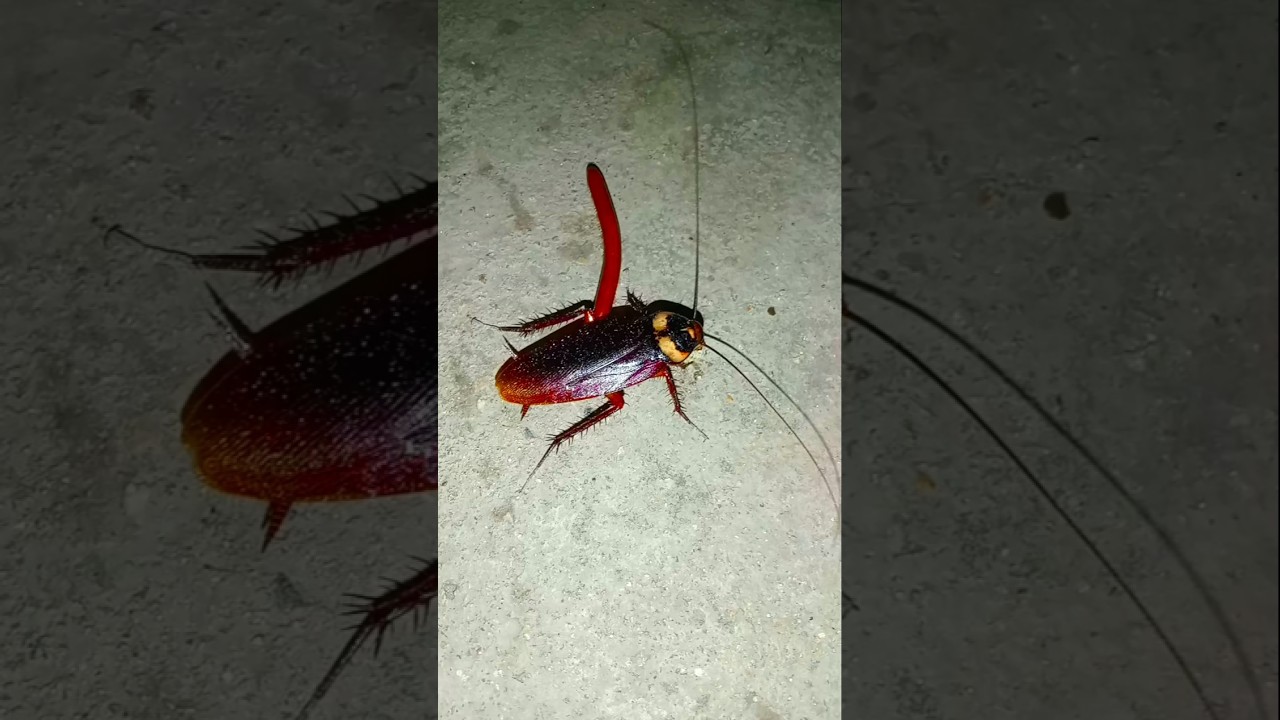 Viral Cockroach Kick video 
