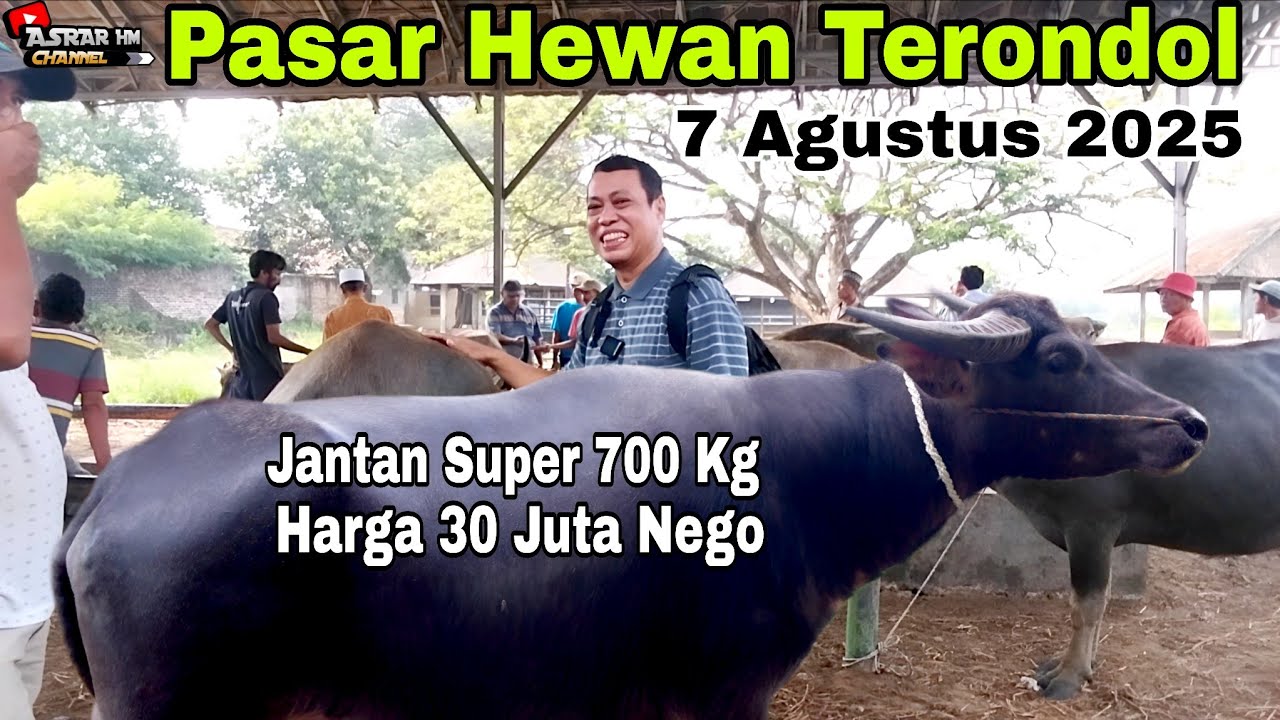 07.08.2025! Update Terbaru Harga Kerbau | Pasar Hewan Terondol | Kota Serang Banten