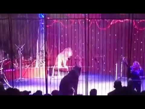 تحذير هروب اسد من المدربه في شوارع مصر