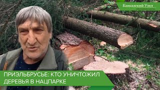 Приэльбрусье: кто уничтожил деревья в нацпарке