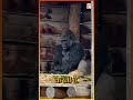 Fact Videos | facts, fun facts #facts #shorts