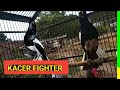 Suara Kacer Fighter Gacor