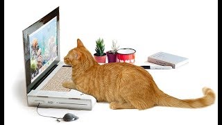 САМЫЕ ГЛУПЫЕ, БЕЗУМНЫЕ И СТРАННЫЕ ИЗОБРЕТЕНИЯ ДЛЯ КОШЕК INVENTIONS FOR CATS САМЫЕ ГЛУПЫЕ, БЕЗУМНЫЕ И СТРАННЫЕ ИЗОБРЕТЕНИЯ ДЛЯ КОШЕК INVENTIONS FOR CATS