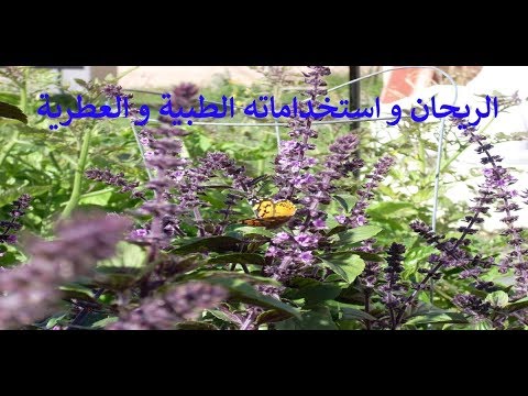 الريحان و استخداماته الطبية و العطرية   
