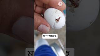 ডিম থেকে নতুন বাচ্চা ফুটলোshorts shortvideo রোহাসী এগ্রো