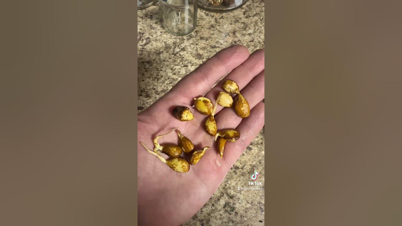 How To Grow Peach Trees From Seed Part 2 Easiest Method YouTube