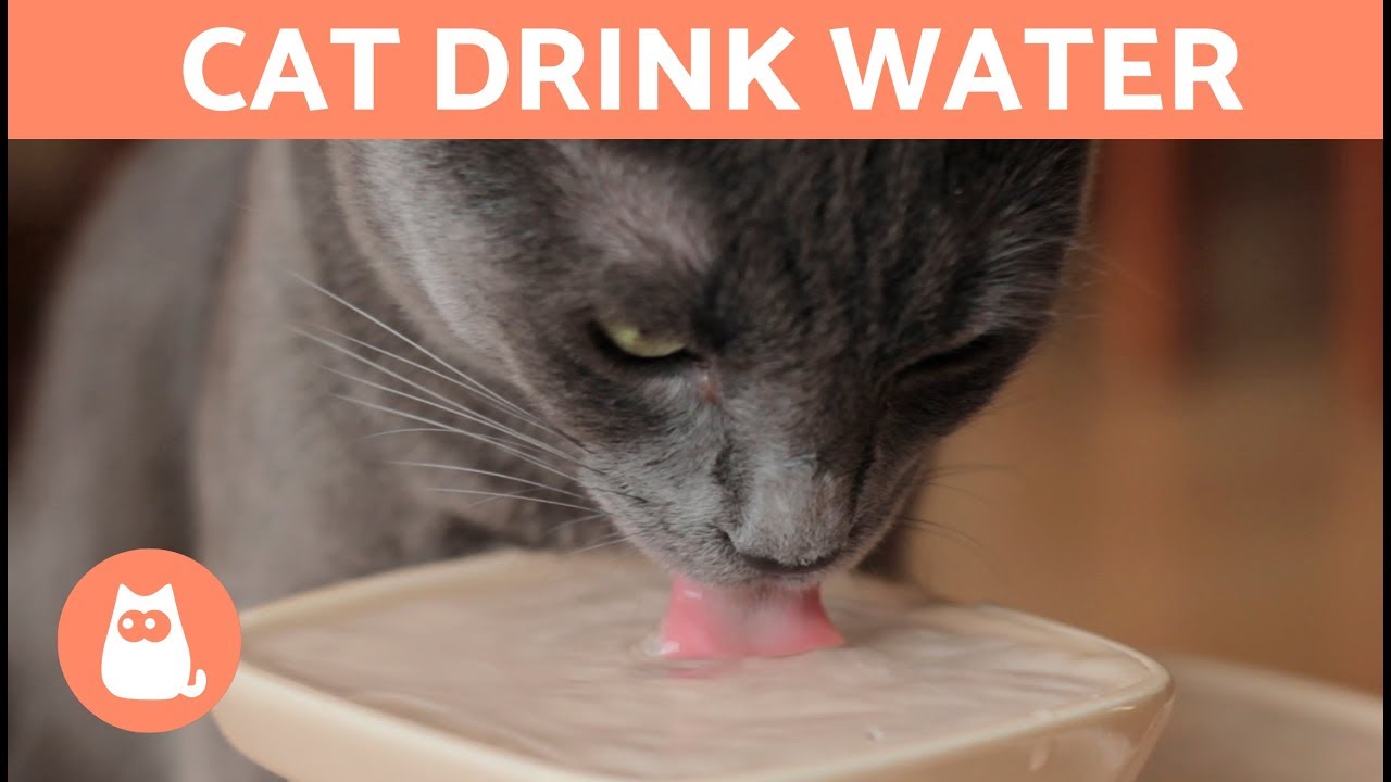 46++ How much water should a 1 year old cat drink Best Cute Cat Photos