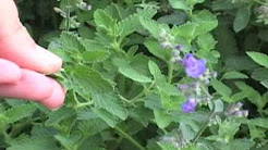 National Home Gardening Club Videos Youtube