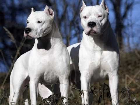 Resultado de imagem para dogo argentino preto