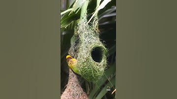 Weaver Birds and Their Nest | Stunning AI-Rendered Nature Video @Drishayan