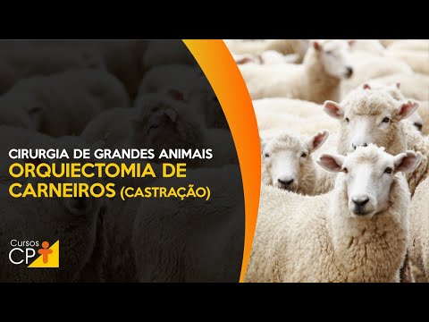 Cirurgia de Grandes Animais: Orquiectomia de Carneiros (Castração) 