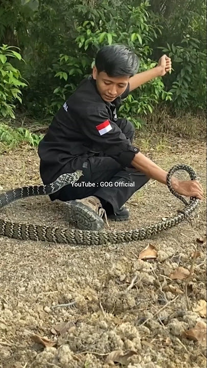 The key is not to move too much when you meet this snake