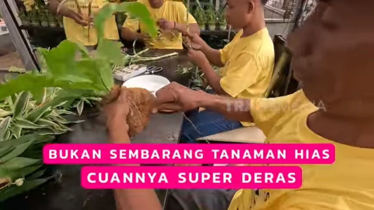 Bukan Sembarang Tanaman Hias Cuannya Super Deras | CUAN BOSS (20/07/25)