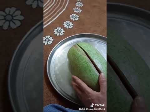 شوتي