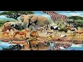 Les Animaux اسماء الحيوانات باللغة الفرنسية