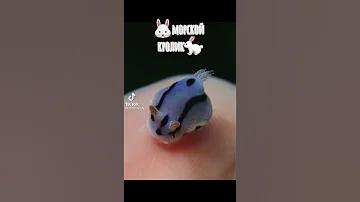 Морской кролик)😳 Видели когда то?)))