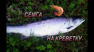 СЕМГА на креветку Шонгуй Мурманская область/Salmon fishing for shrimp
