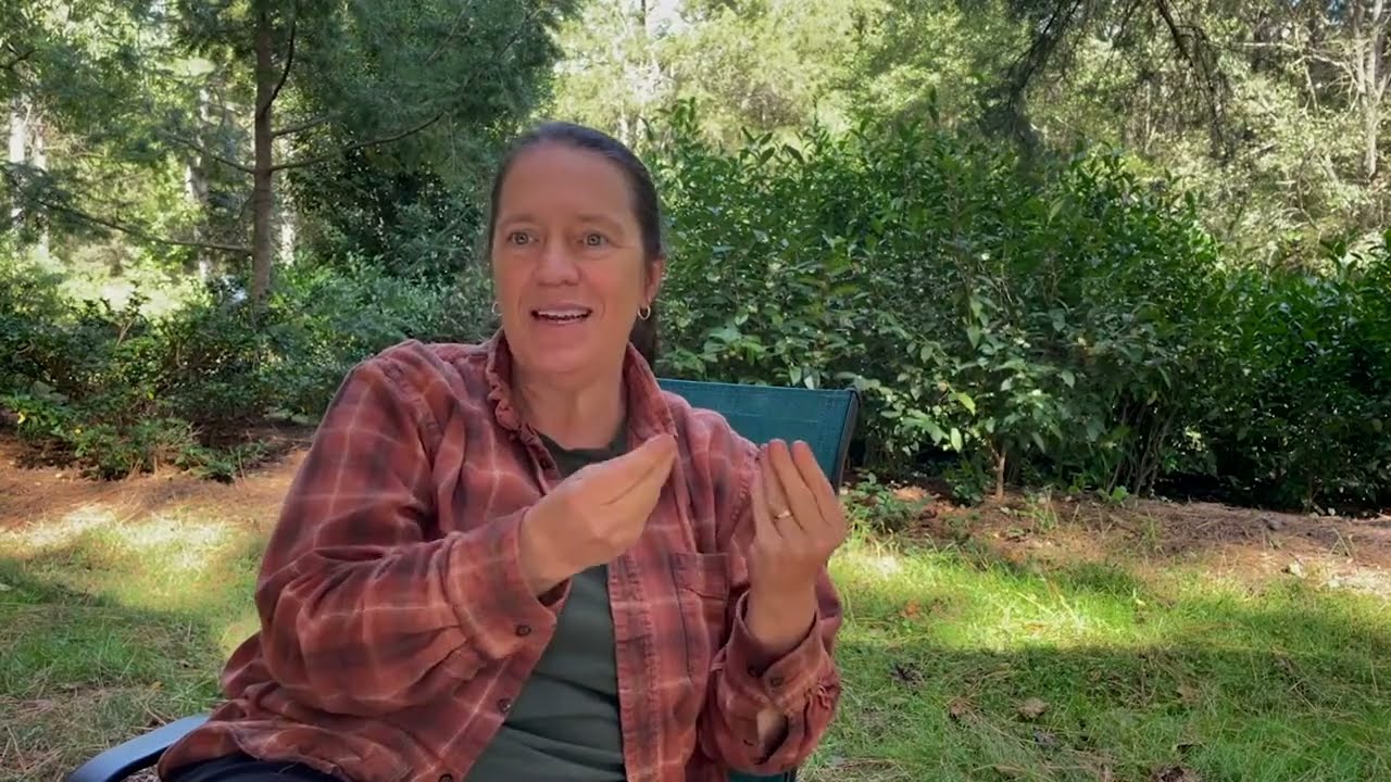 Where should I plant my tea - sun or shade?