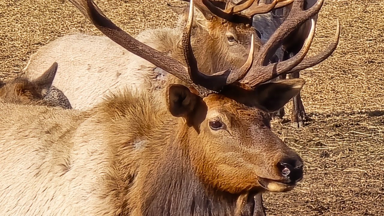 Vamos a ver los venados Elk en Naches Washington. 