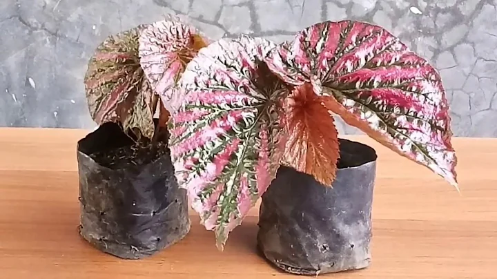 Propagation Begonia Red Exotica by Stem Cutting | How to grow from soil and water.