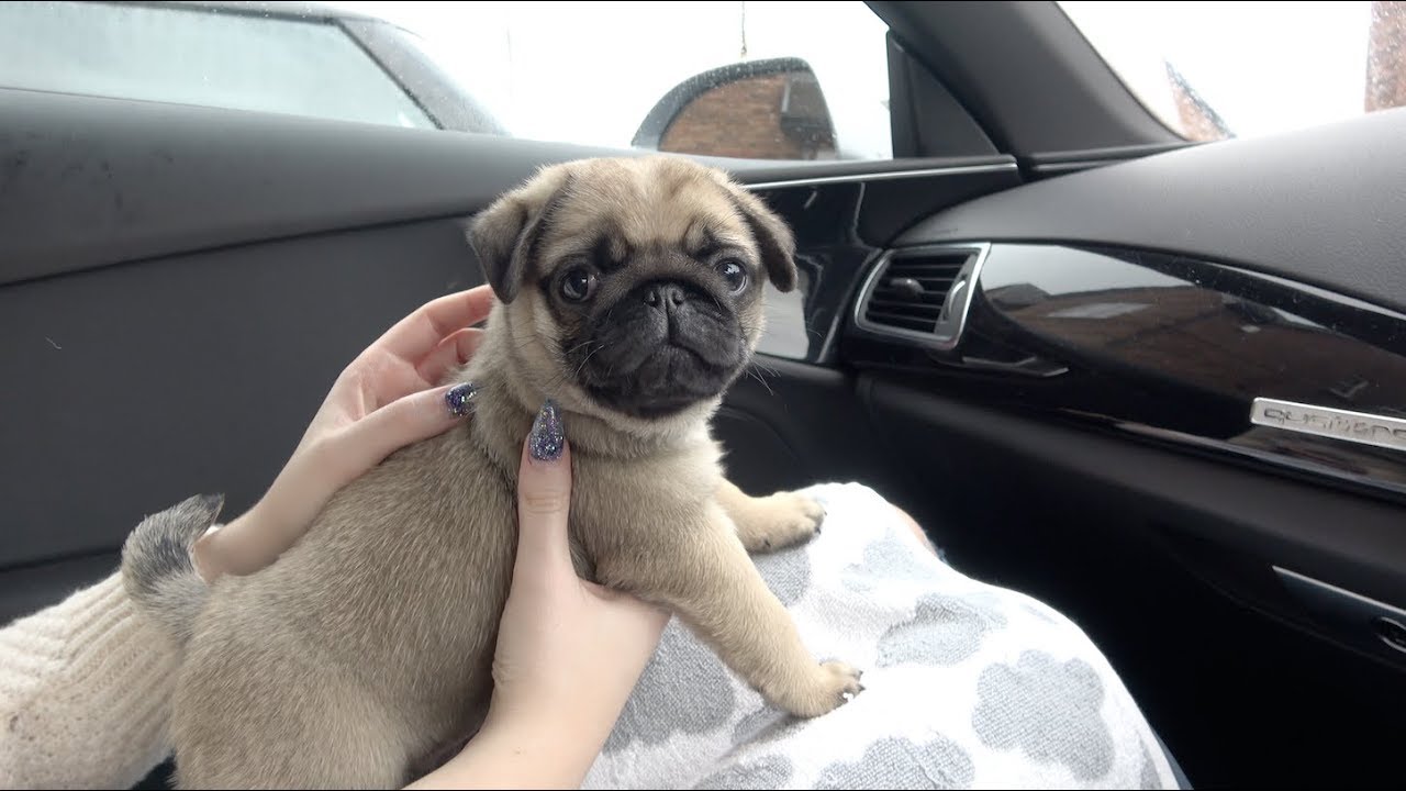 gray pug puppies