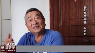 擎天崗牛之謎