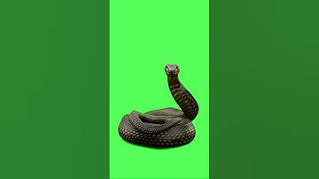 Snake Green Screen Background  #videoediting #animation #vfx #chromakey #greenscreen