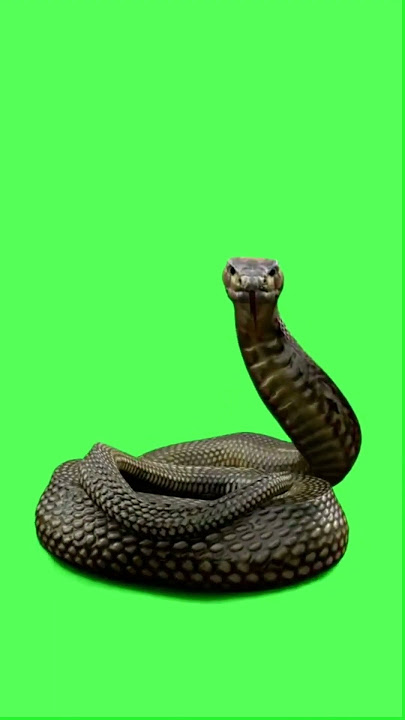 Snake Green Screen Background #videoediting #animation #vfx #chromakey #greenscreen