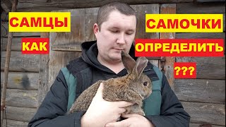 How to determine the sex of a rabbit!? I'm placing the baby rabbits, males and females!