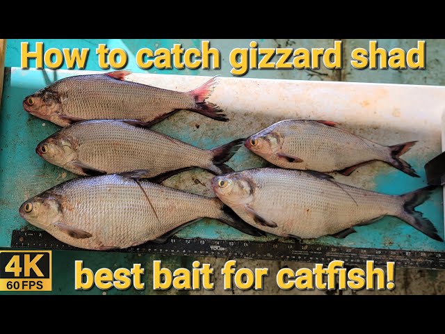 How to catch gizzard shad 