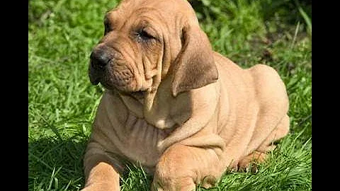O que dá para um fila brasileiro engordar?
