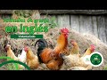 ¡Aprendamos los animales de granja en inglés! | Chiminike Educa Ep. 14