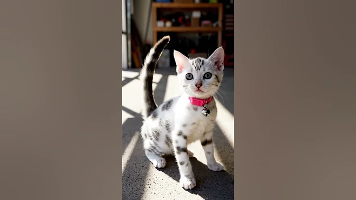 Video 11627371: kitten big, funny cat family, cat family animals