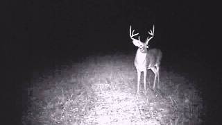 Big 8 Point Buck!