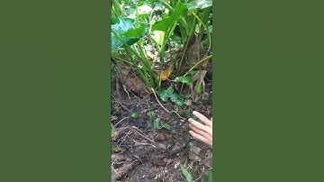 QUÁ NHIỀU.CỦ BẠC HÀ NÚI.