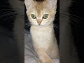Funny and Playful Elya #elya #fantik #cat #kitten