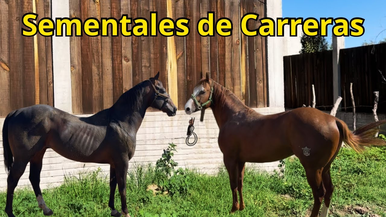 Caballos sementales de carreras para maquilas 