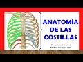 ✅ Anatomía de las COSTILLAS. Rápida, Fácil y Sencilla