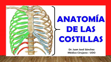 ¿Qué función tiene las costillas en el cuerpo humano?