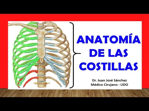 Vídeo: ¿Cuántas Costillas Tiene Una Persona? Causas De Dolor De Anatomía Y Costillas