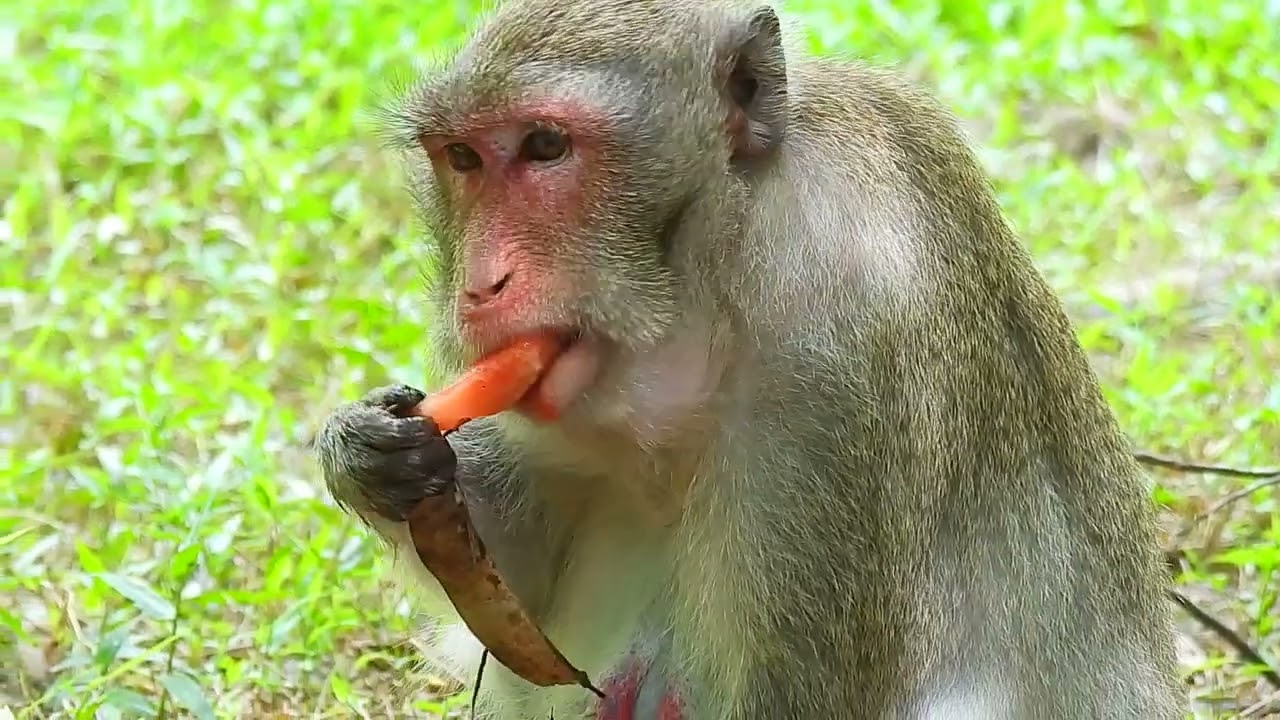 Are Happy Baby Monkey In Amber Swimming Like   Baby Monkey Rex, Baby Jinx, Monkey Janna