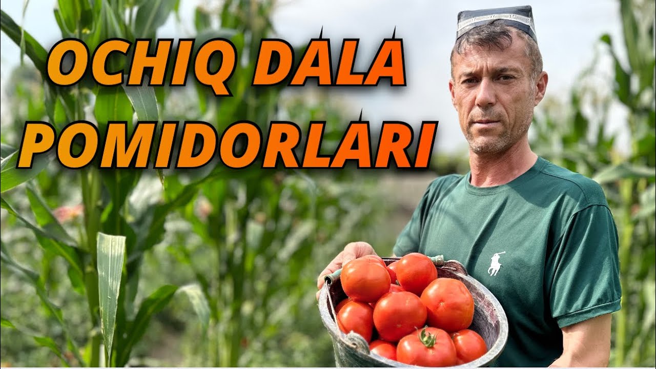 Yashnatish va Qurtga qarshi kurash. Bahtiyor Joʻrayevdan Ochiq dala pomidorlari haqida malumotlar.