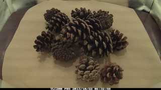 Famous Time Lapse Pine Cones opening Wealth