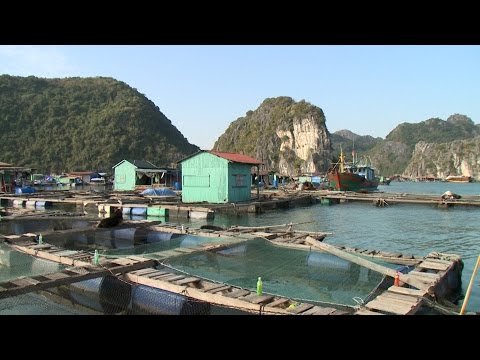 Video Cát Hải phát triển kinh tế gắn với bảo vệ môi trường - youtube