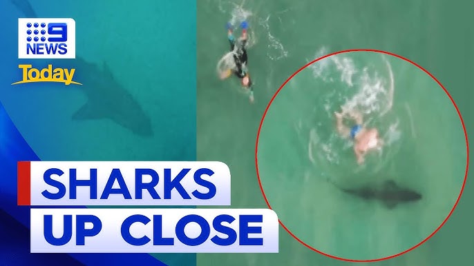 Bondi Beach Could Be Shark-Net Free This Summer 